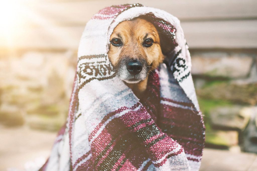 Traditional hammam towel over a dog